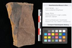 Foto (Objekt + Etikett) von Quercus palaeoilex Ettingshausen (NHMW-GEO-2024-0188-0885)